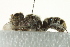  ( - gvc17720-1L)  @13 [ ] CreativeCommons - Attribution (2012) CBG Photography Group Centre for Biodiversity Genomics