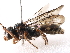  ( - gvc18008-1L)  @14 [ ] CreativeCommons - Attribution (2012) CBG Photography Group Centre for Biodiversity Genomics