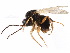  (Diastrophus kincaidii - CCDB-28544-D11)  @11 [ ] CreativeCommons - Attribution (2015) CBG Photography Group Centre for Biodiversity Genomics