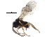 ( - CCDB-28544-D12)  @11 [ ] CreativeCommons - Attribution (2015) CBG Photography Group Centre for Biodiversity Genomics