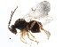 ( - CCDB-28544-E01)  @11 [ ] CreativeCommons - Attribution (2015) CBG Photography Group Centre for Biodiversity Genomics