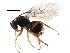  ( - CCDB-28544-E02)  @11 [ ] CreativeCommons - Attribution (2015) CBG Photography Group Centre for Biodiversity Genomics