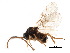  (Diastrophus turgidus - CCDB-28544-E04)  @11 [ ] CreativeCommons - Attribution (2015) CBG Photography Group Centre for Biodiversity Genomics