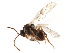  ( - CCDB-28544-E06)  @11 [ ] CreativeCommons - Attribution (2015) CBG Photography Group Centre for Biodiversity Genomics