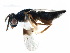  ( - CCDB-28544-G09)  @11 [ ] CreativeCommons - Attribution (2015) CBG Photography Group Centre for Biodiversity Genomics