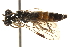  ( - CCDB-28544-F07)  @11 [ ] CreativeCommons - Attribution (2015) CBG Photography Group Centre for Biodiversity Genomics