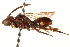  (Nomada louisianae - CCDB-28545-A02)  @14 [ ] CreativeCommons - Attribution (2015) CBG Photography Group Centre for Biodiversity Genomics