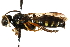 (Gorytes deceptor - CCDB-28545-B09)  @11 [ ] CreativeCommons - Attribution (2015) CBG Photography Group Centre for Biodiversity Genomics