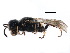  (Crossocerus maculiclypeus - CCDB-28545-C03)  @11 [ ] CreativeCommons - Attribution (2015) CBG Photography Group Centre for Biodiversity Genomics