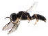  (Crossocerus similis - CCDB-28545-C04)  @11 [ ] CreativeCommons - Attribution (2015) CBG Photography Group Centre for Biodiversity Genomics