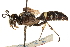  (Cerceris dentifrons - CCDB-28545-D11)  @11 [ ] CreativeCommons - Attribution (2015) CBG Photography Group Centre for Biodiversity Genomics
