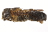  ( - CCDB-28545-F09)  @13 [ ] CreativeCommons - Attribution (2015) CBG Photography Group Centre for Biodiversity Genomics