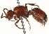  ( - CCDB-28545-F12)  @11 [ ] CreativeCommons - Attribution (2015) CBG Photography Group Centre for Biodiversity Genomics