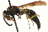  ( - CCDB-28545-G01)  @11 [ ] CreativeCommons - Attribution (2015) CBG Photography Group Centre for Biodiversity Genomics