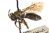  ( - CCDB-28545-H01)  @11 [ ] CreativeCommons - Attribution (2015) CBG Photography Group Centre for Biodiversity Genomics