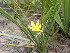  (Hypoxis longifolia - B-NH19)  @11 [ ] CreativeCommons - Attribution Non-Commercial (2024) Andrew Massyn University of the Witwatersrand