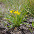  (Hypoxis sp - B-NH57)  @11 [ ] CreativeCommons - Attribution Non-Commercial (2024) Brendan Cole University of the Witwatersrand