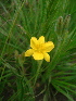  (Hypoxis ludwigii - B-NH42)  @11 [ ] CreativeCommons - Attribution Non-Commercial (2024) Rob Oudejans University of the Witwatersrand