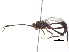  (Cryptus australis - BIOUG02323-B06)  @12 [ ] CreativeCommons - Attribution (2013) CBG Photography Group Centre for Biodiversity Genomics