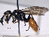  (Philanthus loeflingi - BIOUG02322-B11)  @13 [ ] CreativeCommons - Attribution (2012) CBG Photography Group Centre for Biodiversity Genomics