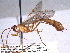  ( - BIOUG02322-C06)  @13 [ ] CreativeCommons - Attribution (2012) CBG Photography Group Centre for Biodiversity Genomics