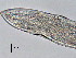  (Rhabdodemania major - BIOUG07179-F01)  @11 [ ] CreativeCommons - Attribution Non-Commercial Share-Alike (2015) Hong Zhou Ocean University of China