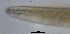  (Parodontophora marina - OUCJ100524)  @11 [ ] CreativeCommons - Attribution Non-Commercial Share-Alike (2021) Hong Zhou Ocean University of China