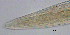  (Dorylaimopsis heteroapophysis - OUCJ090401)  @11 [ ] CreativeCommons - Attribution Non-Commercial Share-Alike (2022) Hong Zhou Ocean University of China