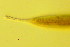  (Dorylaimopsis sp - OUCDZ35B)  @11 [ ] CreativeCommons - Attribution Non-Commercial Share-Alike (2016) Hong Zhou Ocean University of China