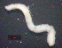  (Prionospio membranacea - OUCJ140202)  @11 [ ] CreativeCommons - Attribution Non-Commercial Share-Alike (2021) Hong Zhou Ocean University of China