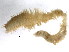  (Poecilochaetus tricirratus - BIOUG03550-D08)  @13 [ ] CreativeCommons - Attribution Non-Commercial Share-Alike (2012) College of Marine Life Science Ocean University of China