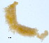  (Prionospio paradisea - BIOUG06646-C10)  @11 [ ] CreativeCommons - Attribution Non-Commercial Share-Alike (2013) Hong Zhou Ocean University of China
