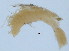  (Prionospio saccifera - BIOUG06646-C12)  @11 [ ] CreativeCommons - Attribution Non-Commercial Share-Alike (2013) Hong Zhou Ocean University of China