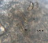  ( - BIOUG06646-F04)  @12 [ ] CreativeCommons - Attribution Non-Commercial Share-Alike (2013) Hong Zhou Ocean University of China