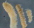  (Spiophanes fuscatus - BIOUG06646-F07)  @13 [ ] CreativeCommons - Attribution Non-Commercial Share-Alike (2013) Hong Zhou Ocean University of China