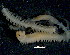  ( - BIOUG06836-B03)  @12 [ ] CreativeCommons - Attribution Non-Commercial Share-Alike (2014) Hong Zhou Ocean University of China