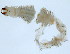  ( - BIOUG06836-B10)  @12 [ ] CreativeCommons - Attribution Non-Commercial Share-Alike (2014) Hong Zhou Ocean University of China
