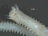  ( - BIOUG06836-C03)  @12 [ ] CreativeCommons - Attribution Non-Commercial Share-Alike (2014) Hong Zhou Ocean University of China