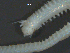 ( - BIOUG06836-C03)  @12 [ ] CreativeCommons - Attribution Non-Commercial Share-Alike (2014) Hong Zhou Ocean University of China