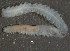  (Syllis vittata - BIOUG06836-F10)  @13 [ ] CreativeCommons - Attribution Non-Commercial Share-Alike (2014) Hong Zhou Ocean University of China