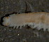  ( - BIOUG06836-F10)  @12 [ ] CreativeCommons - Attribution Non-Commercial Share-Alike (2014) Hong Zhou Ocean University of China