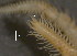  (Typosyllis - BIOUG06836-G03)  @13 [ ] CreativeCommons - Attribution Non-Commercial Share-Alike (2014) Hong Zhou Ocean University of China