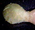  (Sternaspis chinensis - OUCSYS1405D04001)  @11 [ ] CreativeCommons - Attribution Non-Commercial Share-Alike (2016) Hong Zhou Ocean University of China