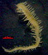  ( - OUCJ110202)  @11 [ ] CreativeCommons - Attribution Non-Commercial Share-Alike (2021) Hong Zhou Ocean University of China
