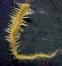  ( - OUCJ110202)  @11 [ ] CreativeCommons - Attribution Non-Commercial Share-Alike (2021) Hong Zhou Ocean University of China