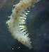  ( - OUCQDBSB1512LC10401)  @11 [ ] CreativeCommons - Attribution Non-Commercial Share-Alike (2018) Hong Zhou Ocean University of China