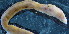  ( - OUCQDBSB1512MP1003)  @11 [ ] CreativeCommons - Attribution Non-Commercial Share-Alike (2016) Hong Zhou Ocean University of China