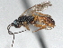  ( - CNC1196442)  @11 [ ] CreativeCommons - Attribution (2022) CBG Photography Group Centre for Biodiversity Genomics