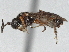  ( - CNC1968717)  @11 [ ] CreativeCommons - Attribution (2022) CBG Photography Group Centre for Biodiversity Genomics
