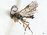  ( - CNC1968781)  @11 [ ] CreativeCommons - Attribution (2022) CBG Photography Group Centre for Biodiversity Genomics